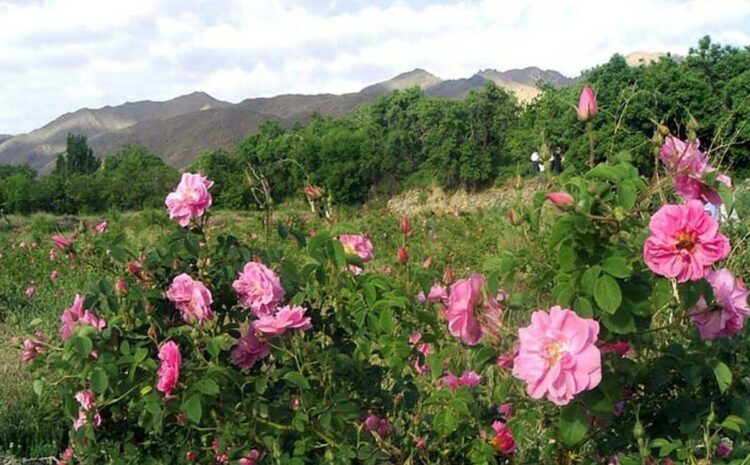  LA FÊTE DES ROSES