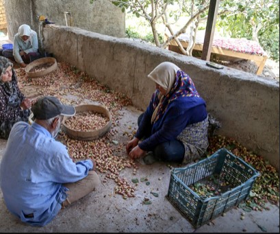 Saison de récolte des pistaches en Iran