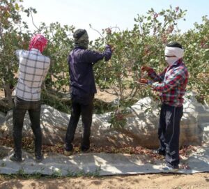 Récolte de Pistaches en Iran à Rafsanjan près de Kerman