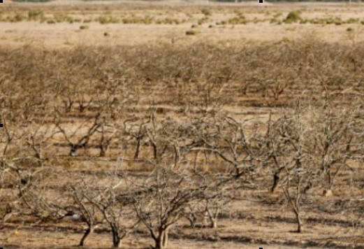 des pistachiers près du petit village de Sirjan montrant un patrimoine en danger à cause de la sécheresse du climat