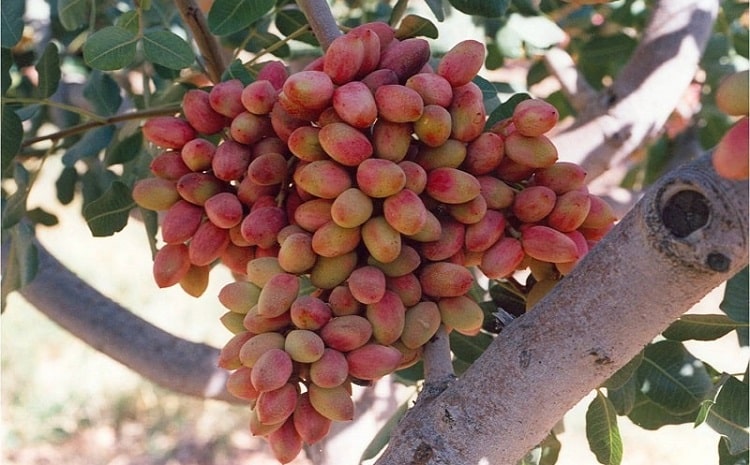 Pistache Émondée d'Iran - La Pistacherie