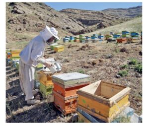 Ruches, Miel et Abeilles, l’apiculture