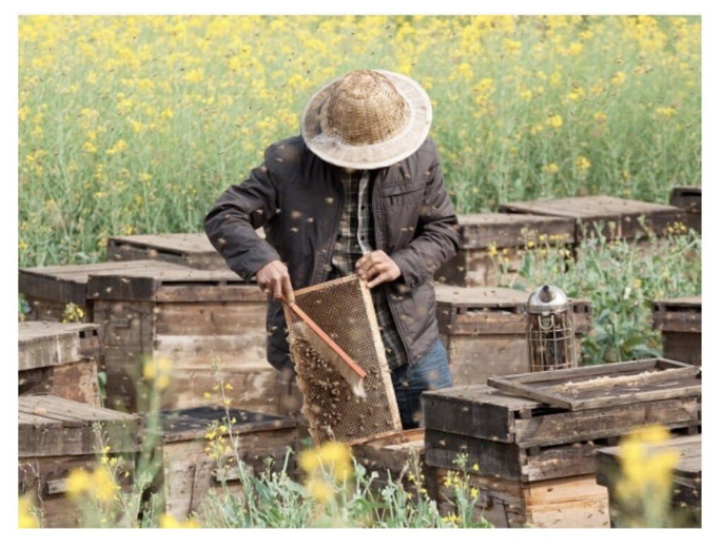 Monsieur Ezzat Sekhavati, l’apiculture iranienne
